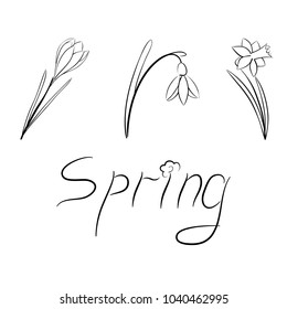 Contour sketch of a set of spring flower isolated image of crocus, snowdrop, narcissus for web design, postcards, packaging.