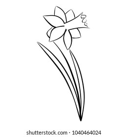 Contour sketch of a spring flower isolated image of narcissus for web design, postcards, packaging.