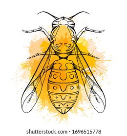 Contour sketch of a wasp with a top view with yellow watercolor splashes on a white background. Flying insect. Vector outline object for stickers, badges, articles, tattos and your creativity.