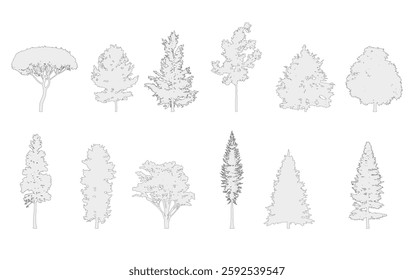 Contour of spruce and pine trees.Collection of spruce and pine trees isolated on a white background