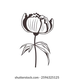 Contour of stylized peony isolated on a white. Beautiful flower outline.