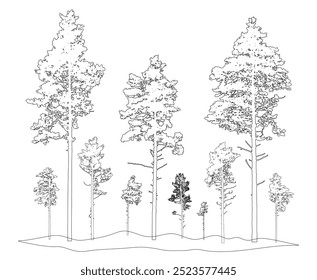 Contour of tall coniferous pine trees , forest or park. Vector illustration.