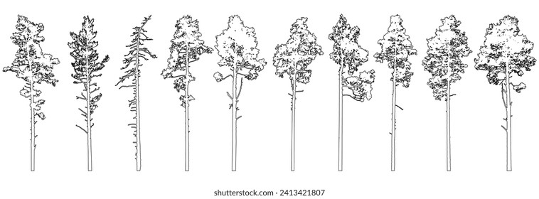 Contour of tall coniferous trees, set of beautiful pine trees. Vector illustration.
