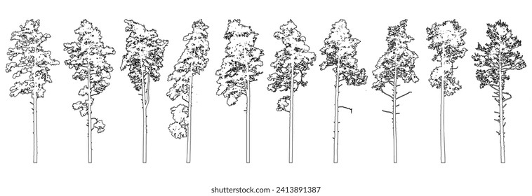 Contour of tall coniferous trees, set of beautiful pine trees. Vector illustration.