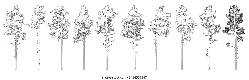 Contour of tall coniferous trees, set of beautiful pine trees. Vector illustration.