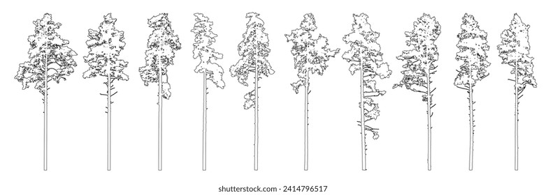 Stamm von großen Nadelbäumen, Satz von schönen Pinien. Vektorgrafik.