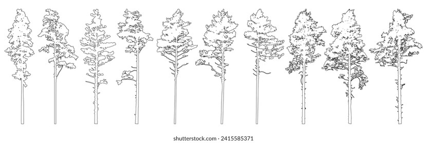 Contour of tall coniferous trees, set of beautiful pine trees. Vector illustration.
