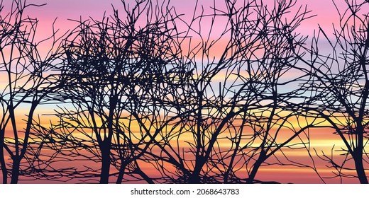 The contour of a tree against the background of a sunset sky, branches without leaves