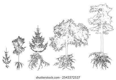 Contour of trees with roots. Beautiful fir, pine, deciduous trees. Vector illustration
