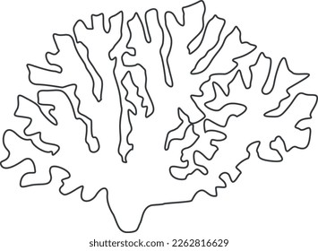 Contour vector drawing of a coral. Coloring coral on a white background.