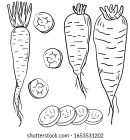 Contour vector illustration with carrot and slices on white background. Good for printing. Coloring book ideas. Postcard and logo elements. Isolated set.