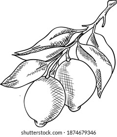 Kontrast Vektorgrafik mit Zitrone und Blatt. Doodle-Stil und gut zum Drucken. Färben von Seiten oder Illustrationen. Gut zum Drucken. Exotische Zitrusfrüchte. Einzelbild.