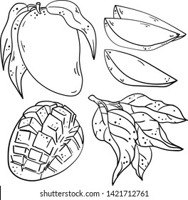 Contour vector illustration with mango, parts, slices and branch with leaves on white background. Good for printing. Coloring book ideas. Postcard and logo elements. Isolated set.