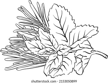 Contour vector illustration mint and rosemary, seasoning, herbs
