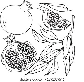 Contour vector illustration with pomegranate and branch with leaf on white background. Coloring book idea. Doodle style. Postcard and logo elements. Isolated fruits.