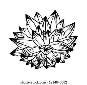 contour vector illustration of succulent isolated on white background.