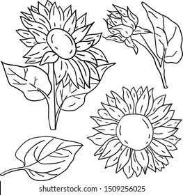 Contour vector illustration with sunflower and leaves on white background. Coloring book ideas. Doodle style. Good for printing.