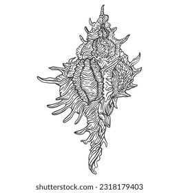 contour vector linear drawing of a seashell on a separate background
