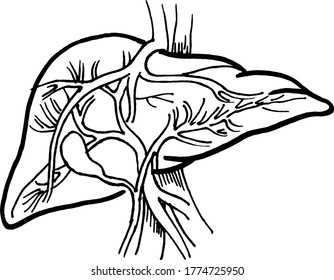 Dibujo del contorno del contorno vectorial del órgano hepático humano. Plantilla editable de diseño médico