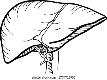 Dibujo del contorno del contorno vectorial del órgano hepático humano. Plantilla editable de diseño médico