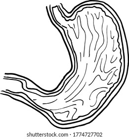 Dibujo del contorno del contorno vectorial del órgano del estómago humano. Plantilla editable de diseño médico