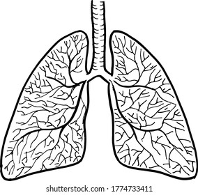 Contour vector outline drawing of human lungs organ. Medical design editable template