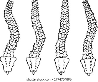 Contour vector outline drawing of human spine skeleton. Medical design editable template