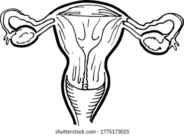 Dibujo de contorno de contorno del órgano utero humano. Plantilla editable de diseño médico