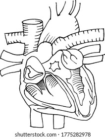 Contour vector outline drawing of human heart organ. Medical design editable template