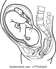 Contour Vector Outline Drawing Human Embryo Stock Vector (Royalty Free ...