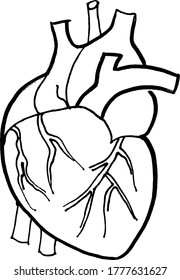 Dibujo de contorno de contorno de órgano cardíaco humano. Plantilla editable de diseño médico