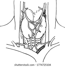 Contour vector outline drawing of nasopharynx. Medical design editable template
