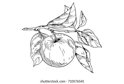 Contoured apple on a branch with leaves. Vector Illustration