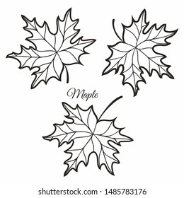 Contoured maple leaves for design Maple leaves in stained glass illustration. Maple leaf. Autumn design. Forest themes. Autumn isolated leaves. Maple leaves autumn