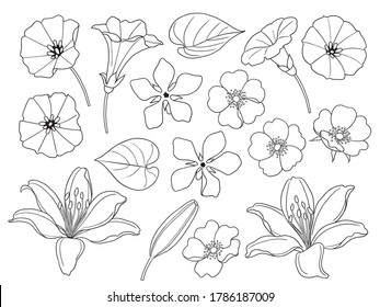 Flores de lirio simple, de maleza entrelazada, de rosa jun aisladas en un fondo blanco. Plantilla de juego floral para corte láser, diseño de tatuajes, estampado, página de coloreado.  Ilustración vectorial monocroma.