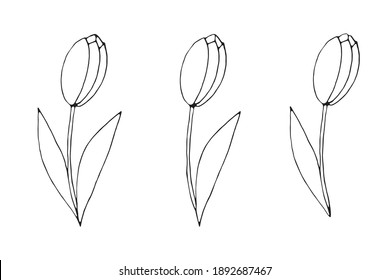 Contoured tulip flower, with or without leaves. Hand drawn design element. Simple black outline illustration in the style of a doodle sketch. Symbol of spring, love, flowering