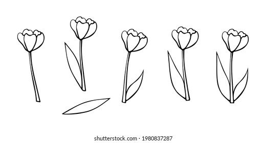 Contoured tulip flower, with or without leaves. Hand drawn design element. Simple black outline illustration in the style of a doodle sketch. Symbol of spring, love, flowering