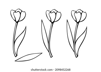 Contoured tulip flower, with or without leaves. Hand drawn design element. Simple black outline illustration in the style of a doodle sketch. Symbol of spring, love, flowering