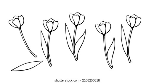 Contoured tulip flower, with or without leaves. Hand drawn design element. Simple black outline illustration in the style of a doodle sketch. Symbol of spring, love, flowering