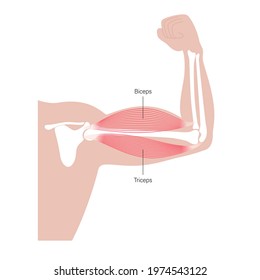 Contracted biceps and triceps of strong man. Human muscular system and skeleton parts concept. Bones and joints in male silhouette anatomical poster. Medical vector illustration of hand for clinic