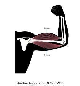 Contracted biceps and triceps of strong man. Human muscular system and skeleton parts concept. Bones and joints in male silhouette anatomical poster. Medical vector illustration of hand for clinic