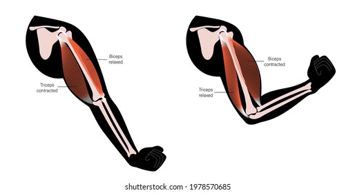 Contracted and relaxed biceps and triceps anatomical poster. Human muscular system and skeleton parts. Bones and joints in male silhouette. Medical vector illustration of hand for clinic or hospital