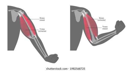 Contracted and relaxed biceps and triceps anatomical poster. Human muscular system and skeleton parts. Bones and joints in male silhouette. Medical vector illustration of hand for clinic or hospital