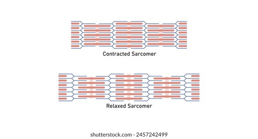 Contracted and Relaxed Muscle (Sarcomere) Scientific Design. Vector Illustration.