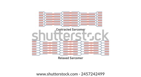 Contracted and Relaxed Muscle (Sarcomere) Scientific Design. Vector Illustration.