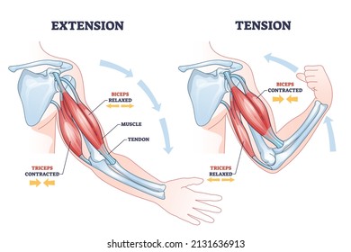 Contratación y relajación de los bíceps de armas y triceps esquema de los músculos. Esquema educativo etiquetado con estructura de sistema muscular acortada anatómica y relajada descripción ilustración vectorial