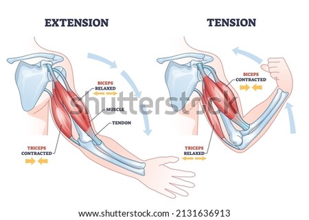 Contracting and relaxing of arms biceps and triceps muscles outline diagram. Labeled educational scheme with anatomical contracted and relaxed muscular system structure description vector illustration ストックフォト © 