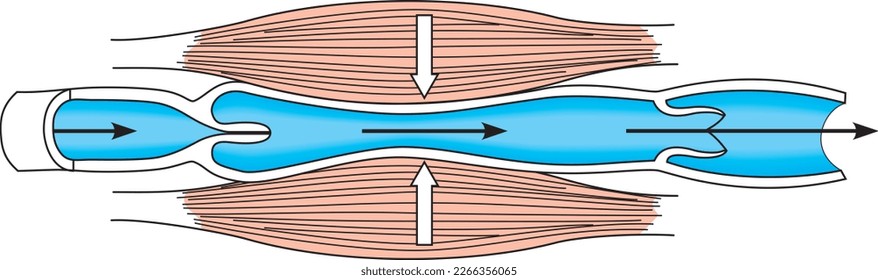 Contracción del vector de músculos esqueléticos