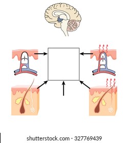 Control of body temperature  by the hypothalamus causing constriction or dilation of skin capillaries and sweat production.