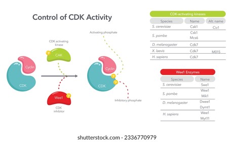 Control of CDK Activity in the Cell Cycle science vector diagram